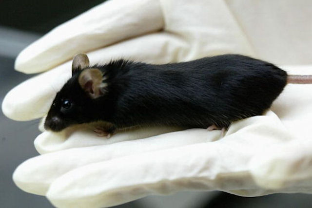 Американские ученые вырастили сердце на мышином каркасе