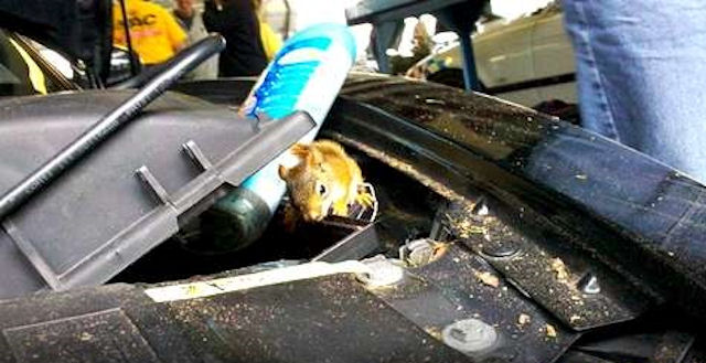 Выяснена причина, по которой грызуны любят автомобильные провода