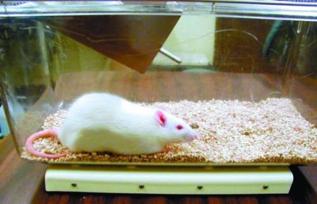 Японцы заставили мышь разродиться крысятами