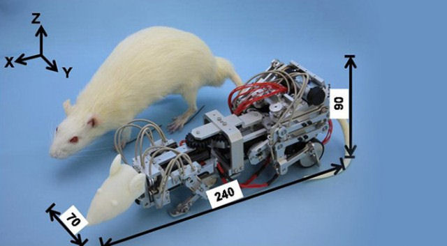 Японские ученые создали робота-крысу