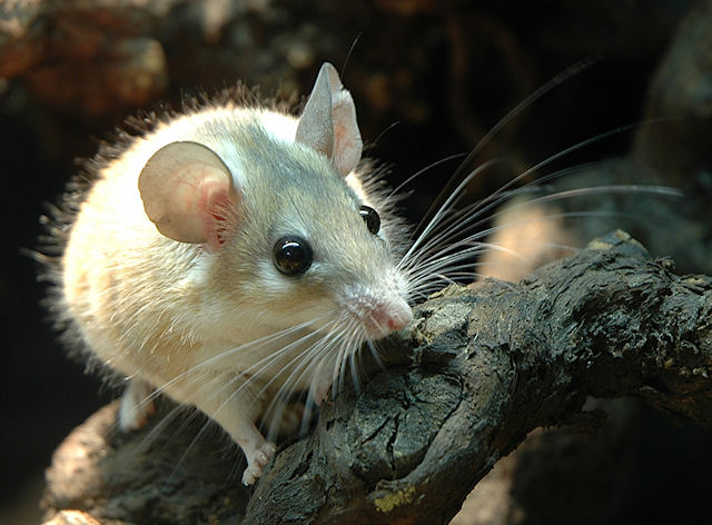 Воронежской области угрожают мыши с антигенами возбудителя туляремии