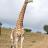 Жираф устроил погоню за джипом с людьми