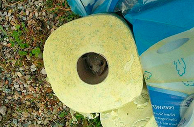 Житель Австрии обнаружил в туалетной бумаге мышку