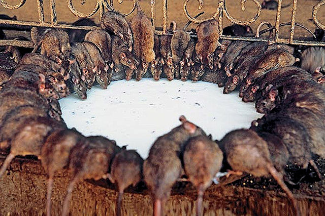 Жителям Осло угрожает популяция крыс