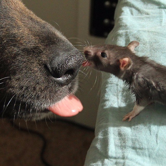 Крыса и собака стали лучшими друзьями