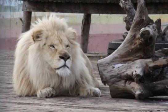 Ростовскому зоопарку подарили белого льва