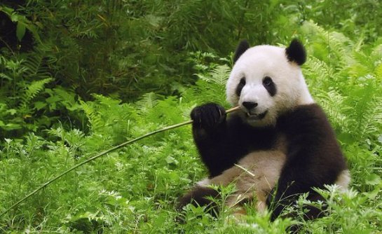 В Китае растет популяция больших панд