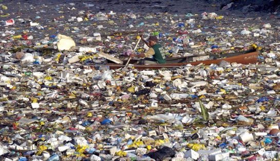 Ученые обнаружили пластик в желудках у 90% морских птиц