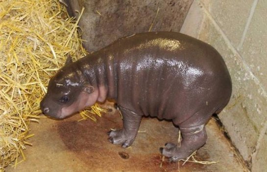 В одном из лондонских зоопарков родился карликовый бегемот