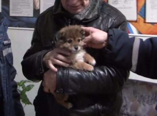 В Новошахтинске спасли щенка, который застрял в плафоне