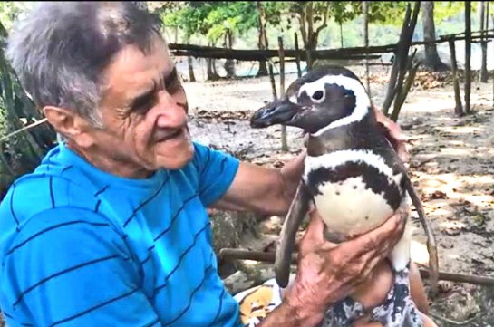 Пингвин проплыл более 20 тысяч километров ради встречи со своим спасителем