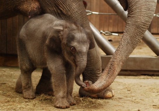 В зоопарке Чехии родился слоненок