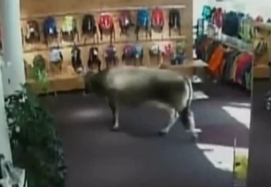 Австралийский магазин посетила корова