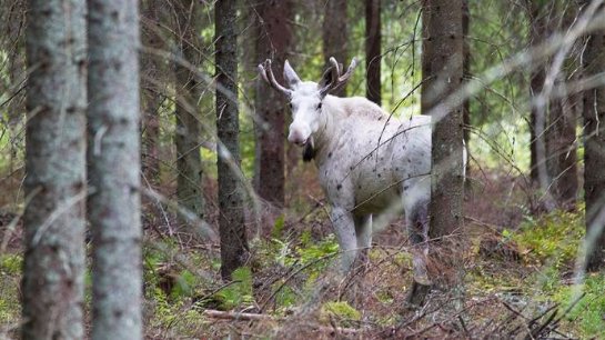 Финский фотограф запечатлел редчайшего лося-альбиноса