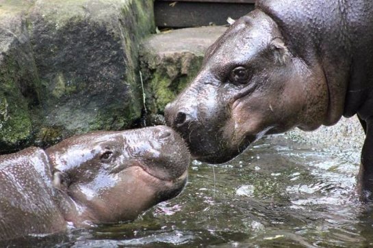 Пара карликовых бегемотов  в зоопарке Таронга