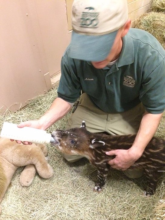 В зоопарке Аризоны выкармливают детеныша тапира