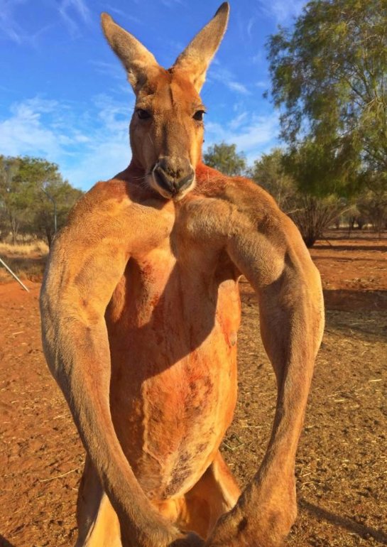 Мускулистый кенгуру по кличке Роджер