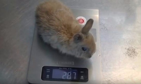 В Челябинске живет самый маленький на свете кролик