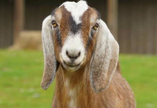 Слепой козе нашли одноглазого козла-поводыря