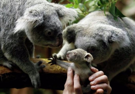 В немецком зоопарке подрастает детеныш коалы
