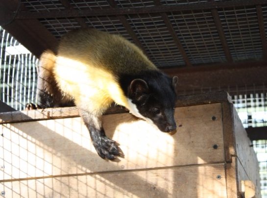 В Челябинском зоопарке редкая куница родила детеныша