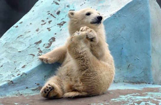 Медвежонок-гимнаст из Новосибирского зоопарка
