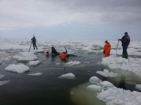 На Сахалине спасали касаток, которых зажало льдом