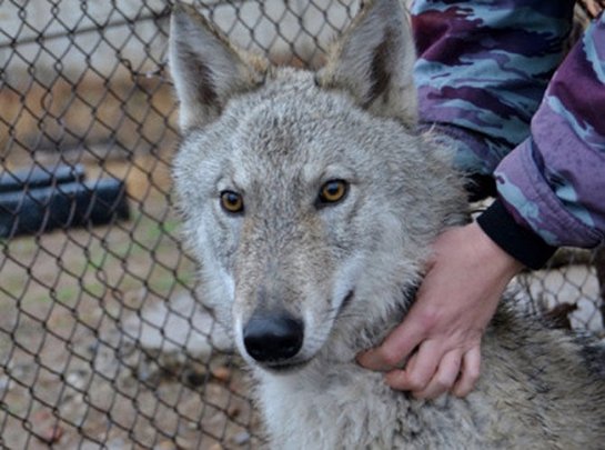 В Астрахани приютили щенков лисы и степного волка