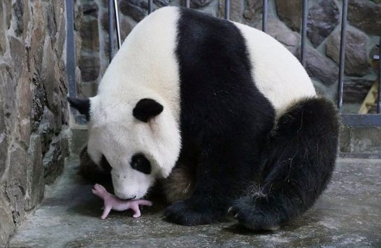 В Китае родился первый в этом году детеныш панды