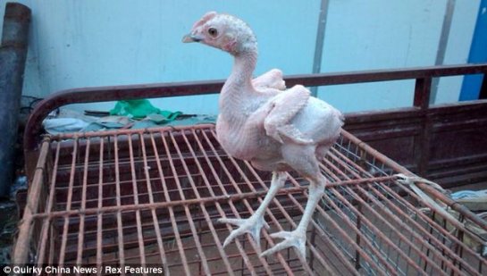 На ферме в Китае родился лысый цыпленок