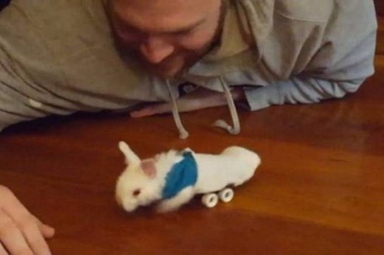 Маленький кролик с парализованными лапками научился кататься на мини-скейте