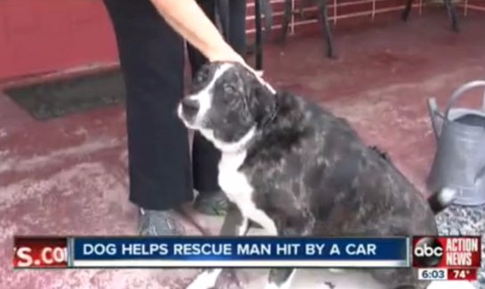 Собака пыталась спасти хозяина, которого сбила машина