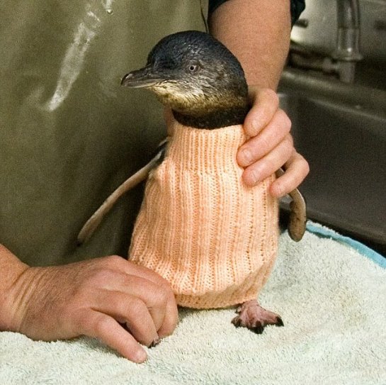 Старушка из Австралии шьет одежду для маленьких пингвинов