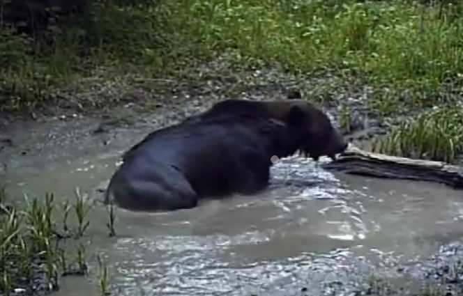 В красноярском заповеднике «Столбы» медведи из-за жары купаются в лужах