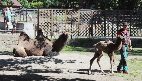 В Калининградском зоопарке родились два верблюжонка