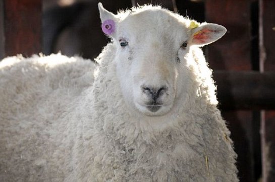 Баран сбежал из загона и оплодотворил около тридцати овечек