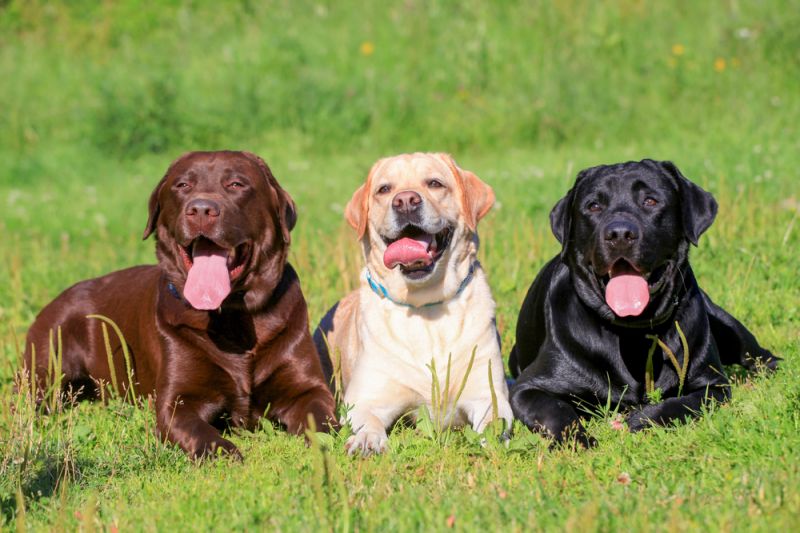 Самые популярные породы собак 2015 года