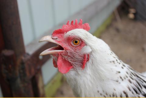 Саудовская Аравия заинтересована в росте импорта украинской курятины