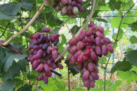 За тонну винограда «Ризамат» Узбекистан просит $2400