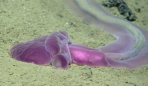 Исследовательский аппарат Okeanos Explorer обнаружил неизвестных науке существ на дне океана (Видео)