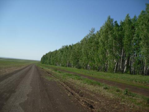 Украинцы уничтожили более 10 тыс. га защитных лесополос