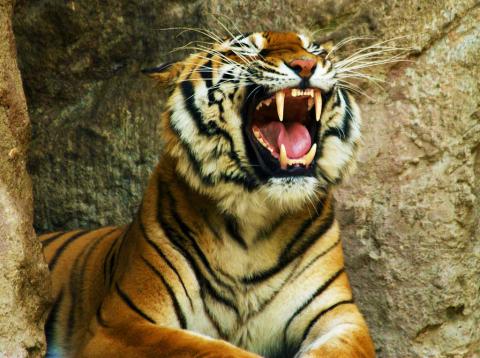 Под Пекином в сафари-парке тигры загрызли туристку