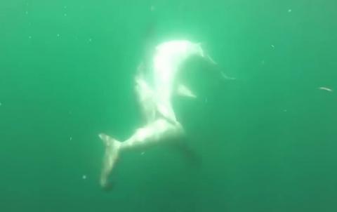 Сражение тигровой акулы и акулы-молота сняли на видео