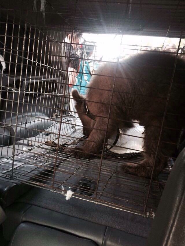 Из гаража на юге Москвы спасли медвежонка. Мишка отправился в приют