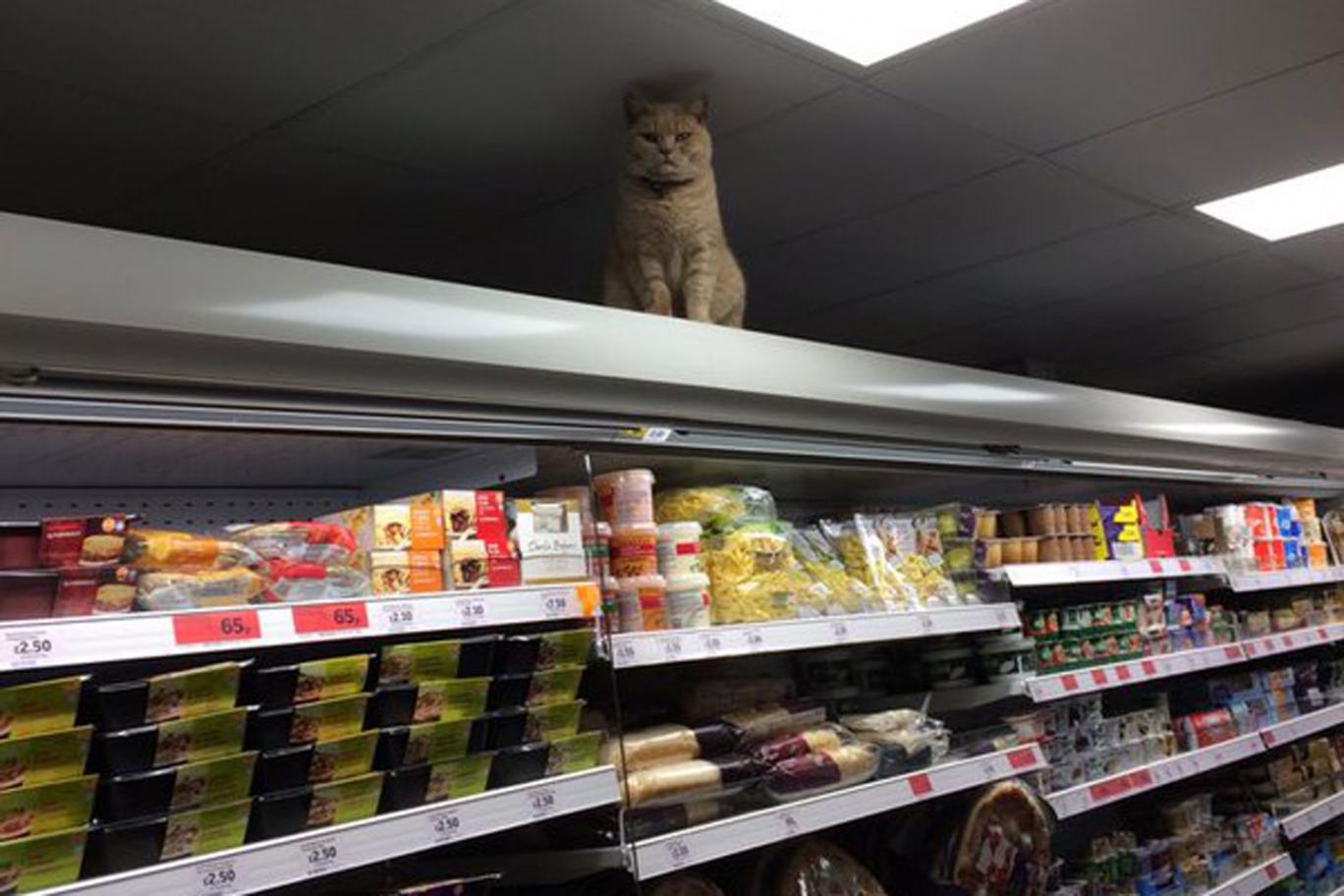Дерзкий кот отказывается покидать супермаркет