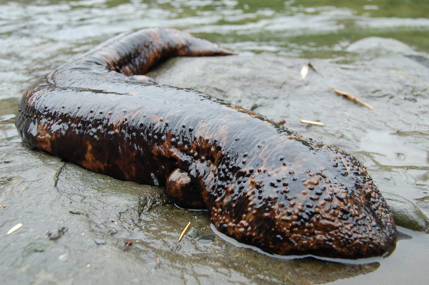 Найдена самая большая саламандра в мире