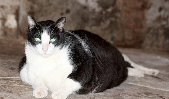 Самая толстая кошка в мире