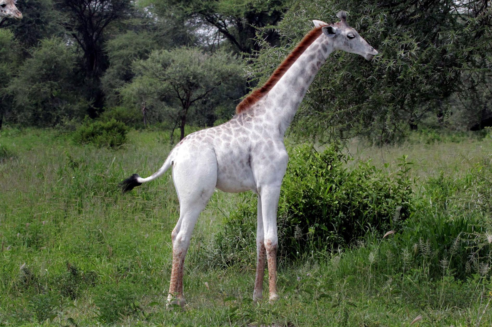 Белый жираф и другие необычные животные альбиносы