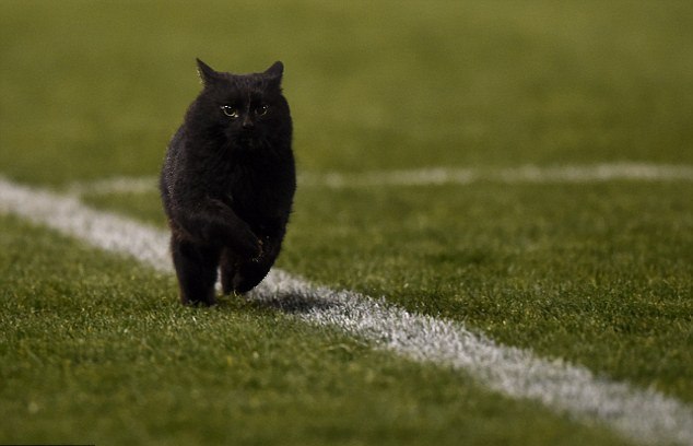 Красивый черный кот выбежал на поле во время регбийного матча в Австралии
