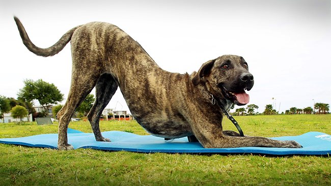270 собак установили новый мировой рекорд